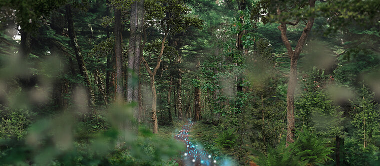 Ein Mischwald mit einem Weg, der digitale Anwendungen in blau zeigt