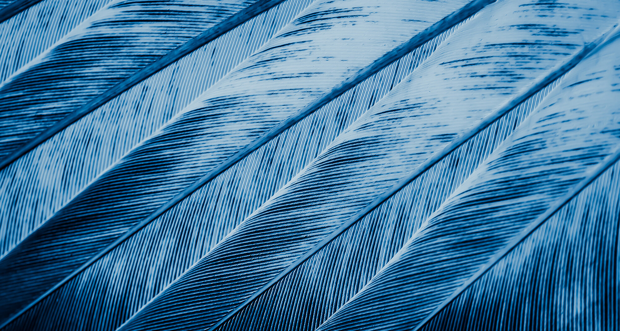 Blue feathers of a pigeon