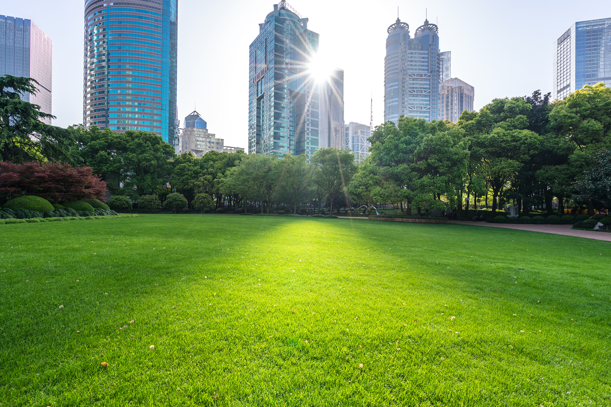 Im Vordergrund eine Wiese mit Bäumen, im Hintergrund Skyline einer Stadt